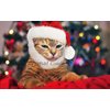 Prymal Comfort Santa Dog Cat Costume