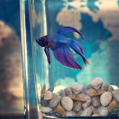 River Rocks Stones for Plants Pebbles for Indoor Plants | Aquarium Fish Tank Rocks | Polished Decorative Rocks for Vases (2 Pound Bag)