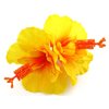 Double Yellow Hibiscus Silk Flower Hair Clip with Teeth