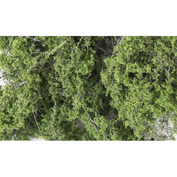 Fine Leaf Foliage, Medium Green/80 cu. in.