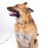 Country Brook Design® 5/8 Inch Native Arizona Dog Leash - 6 Foot