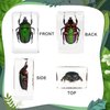 12 Pcs Insect Resin Specimen, Bugs Collection Resin Animal Taxidermy Paperweights Kit Science Education Classroom Specimen with Magnifying Glass for Kids Children's Day Gift