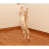 Bouncy Tails 3 Pack Interactive Bouncy Ball with Natural Feathers for Indoor Cats and Kittens who Love to Play and Have Fun.