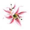XL Double 8 inch Pink Cream Tiger Lily Silk Flower Hair Clip with Teeth