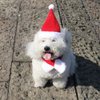 2 Pcs Pet Christmas Santa Hats Dog Cat Plush Xmas Red Hat Merry Christmas Caps Adjustable Puppy Kitten Headpiece Cosplay Costume Holiday Party Supplies Decorations Comfort Liner Soft Hair Accessories