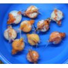 Pearl Scale 5 Pack Live sm Goldfish for Aquarium Fish Tank or Pond