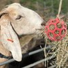 YUYUSO Goat Feeder Toy, 50' Rope, Headbutting Ball for Exercise, Stress Relief, Hay and Treats Compartment