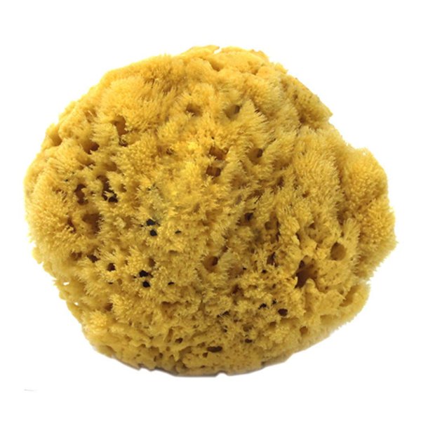 100% Natural Sea Sponge 5-6" by Spa Destinations"Creating The In Home Spa Experience" For the Perfect Bath or Shower Experience. …