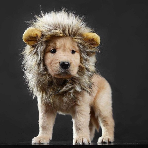 Cat Lion Mane Halloween Pet Costume Kitten Outfits Party Dress Up Apparel Kitty and Cat Costumes (Cat Lion Mane)