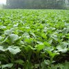 BioLogic New Zealand Maximum Deer Food Plot Seed, Annual Forage with 100% New Zealand Brassicas, Rapid Growth, Massive Antler Growth & Deer Health, 2.25 lb Bag Plants 1/4 Acre