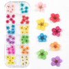 Dried Flowers for Nail Art CHANGAR Mini Real Natural Dry Flowers Sticker Decals Small Tiny Dried Flowers Five Petal Flower Resin Nail Art Supplies Decoration
