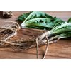 Dandelion Root (Radix Taraxaci) - Health Embassy - 100% Natural (50g)