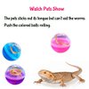 Fejapa 12 Pack Lizard Bearded Dragon Feeding Toys Exercise Ball Bells Reptile Food Toys Ball Interactive Toys Feed Toys for Chameleons Gecko Small Animals Reptile Habitat Terrarium Tank