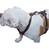 Genuine Leather Dog Harness, 29"-37" Chest, 1" Wide Straps, Boxer, Pitbull, Bullterrier