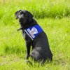 Complete Service Dog Vest with Exclusive Patch, ID Badge and Zipper Pocket (35" - 39" Girth (L), Blue) - Includes a complimentary 5 Pack of Service Dog Law Cards