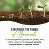 20MG Sulforaphane | From Broccoli Sprouts & Seed Extract | 565MG Microbeadlet Complex | 26MG of Glucoraphanin + Myrosinase | Complete NRF2 Activator, Antioxidant & Cellular Health Supplement | 60 Ct.