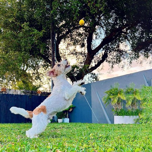 IDOGMATE 1.75" Durable Balls for Small Dogs, Ball Dog Toy for Small Launcher, Dog Balls,Durable, Washable (3pcs)