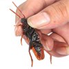 Wendy Mall 20Pcs Realistic Simulation Plastic Fake Cockroach Roach Novelty Bugs Joke Toys for April Fool's Day Halloween Party Favors Decoration Props