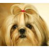 YOY 3/4" Pet Dog Stretchy Rubber Bands, 600/Box - Puppy Elastics Ties Pony Tail Holders Hair Accessories for Doggy Grooming Top Knots Ponytails Braids and Dreadlocks