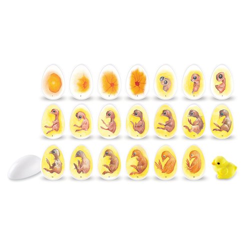 Unisex Children Learning Resources Chick Life Cycle Exploration Set