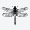 5X2Y Tattoo Tech, Long Lasting Temporary Tattoos, Last 1-2 Weeks, Waterproof, Semi Permanent Tattoo, Realistic look, No Adhesive, No reflection (Dragonfly)