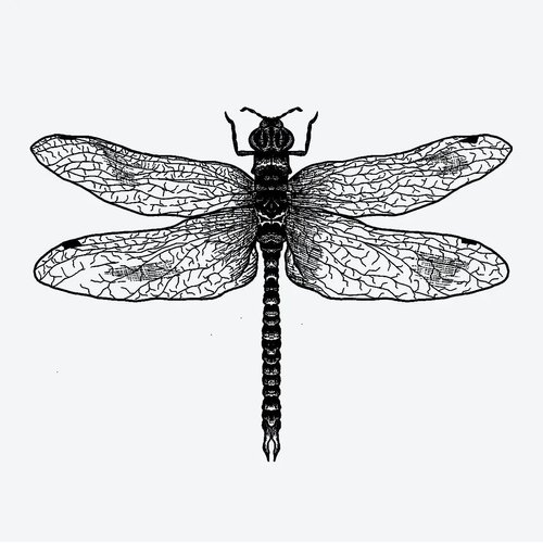 5X2Y Tattoo Tech, Long Lasting Temporary Tattoos, Last 1-2 Weeks, Waterproof, Semi Permanent Tattoo, Realistic look, No Adhesive, No reflection (Dragonfly)
