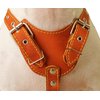 Genuine Leather Dog Harness, Medium. 25.5"-29" Chest size, 1" Wide, Amstaff, Pitbull