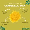 Eco Lips Bee Free Variety Pack Vegan Lip Balm | Candelilla Wax, Cocoa Butter & Coconut Oil Lip Care. Soothe & Moisturize Dry, Chapped Lips - 100% Plastic-Free Plant Pod Packaging - Made in USA
