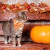 ADOGGYGO Fall Cat Collars Breakaway with Removable Bandana, Adjustable Autumn Thanksgiving Cat Collar Cute Fall Leaves Cat Bandana Collar for Cats Kittens (Fall)