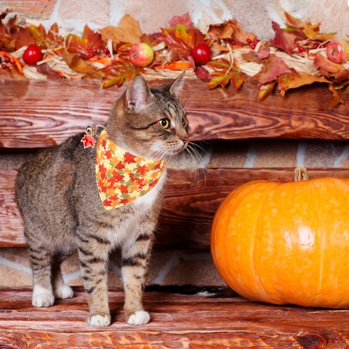 ADOGGYGO Fall Cat Collars Breakaway with Removable Bandana, Adjustable Autumn Thanksgiving Cat Collar Cute Fall Leaves Cat Bandana Collar for Cats Kittens (Fall)
