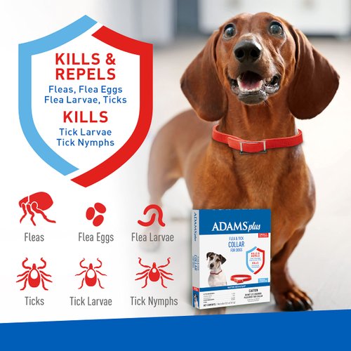 Adams Plus Flea & Tick Collar for Dogs, 7-Month Protection, Adjustable Collar Fits Small Dogs & Puppies, Kills & Repels Fleas, Flea Eggs, Flea Larvae, and Ticks, Kills Tick Larvae and Tick Nymphs