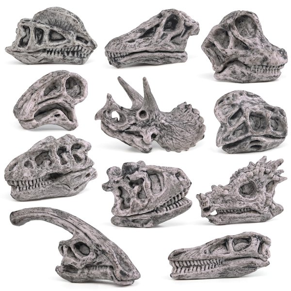 Fantarea Ancient Animal Dinosaur Head Skeleton Fossil Assorted Bones Playsets 11 PCS Action Figures Model Toys for Kids