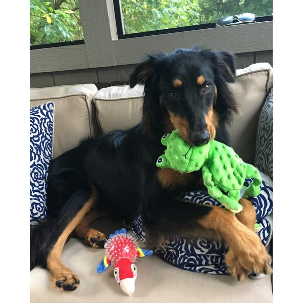 Spunky pup Parrot Spiky Ball Squeaker Dog Toy | Dog Balls with Rubber Spikes for Healthy Teeth and Gums | Plush Fetch and Play Toy | For Small Dogs