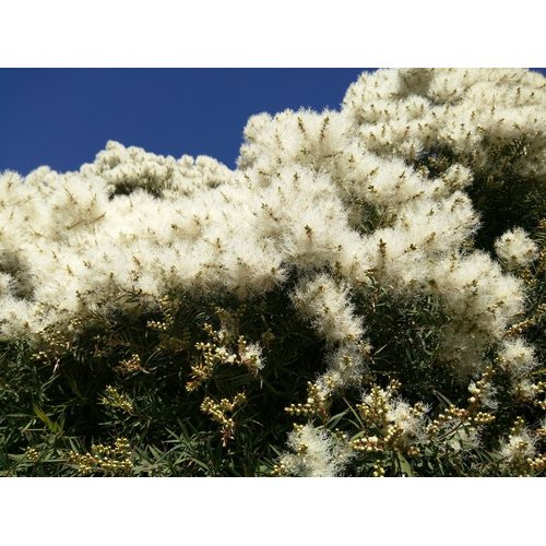 US Organic 100% Pure Tea Tree Essential Oil - USDA Certified Organic, Steam Distilled, Sourced from South Africa, Undiluted, Non-GMO (118 ml (Pack of 1))