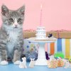 Rotatingpals 16 Pcs Cat Figurines Dollhouse Accessories Miniature Tiny Cat Decor Realistic Kitten Toys on 1:12 Scale for Cat Cake Toppers Kids Birthday