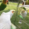 Hypeety Pet Bird Mirror Toy with Bells Hanging Toy for Parakeet Cockatiel Conure Lovebirds Finch Canary Cage Swing Fun Play Toy (Bird Mirror-1 Bell)
