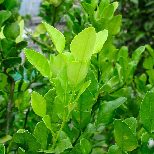 Fresh Kaffir Lime Leaves (Thai Lime Leaves) 2 Oz. ใบมะกรูด