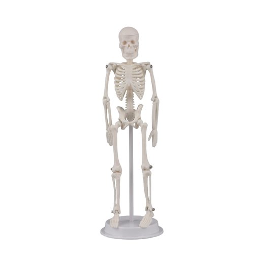 Ultrassist Mini Human Skeleton Model, Portable 20cm Skeleton Bone Model with Stretchable Jaw, Great Teaching Tool for Physiological Education and Human Skeletal System Study