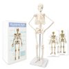 2024 Newest Design Human Skeleton Model for Anatomy,17.7“ High Scientific Anatomy Human Body Model,with Movable Arms and Legs Bones Structures,Whole Spine and Ribs of The Skeleton Model are Integrated