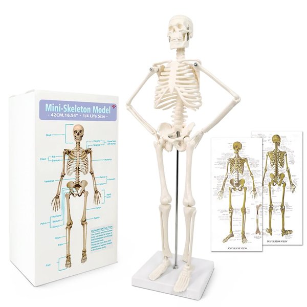 2024 Newest Design Human Skeleton Model for Anatomy,17.7“ High Scientific Anatomy Human Body Model,with Movable Arms and Legs Bones Structures,Whole Spine and Ribs of The Skeleton Model are Integrated