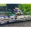 Natural Cholla Wood for Aquarium Decoration Shrimp and Fish Tank (6 Inch (5 Pack))
