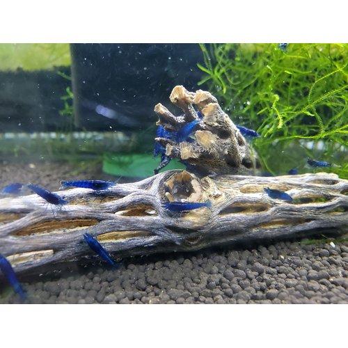 Natural Cholla Wood for Aquarium Decoration Shrimp and Fish Tank (6 Inch (5 Pack))