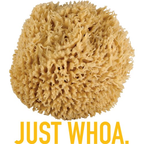 JUST Whoa. Ultra Soft & Really Big "Sea Wool" Bath Sponge