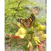 Insect Lore Butterfly Garden Kit, Painted Lady Butterfly Kit with Voucher for Live Caterpillars, Butterfly Habitat, STEM Journal & More