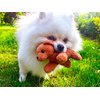 YOHAKI Interactive Dog Toys Stuffed Animals for Small Dogs Boy & Girl Baby Toddlers Kawaii Cute Plushies Personalized First Birthday Gifts Farm Animals Puzzle Toys Halloween (Stump and 2 Bears)