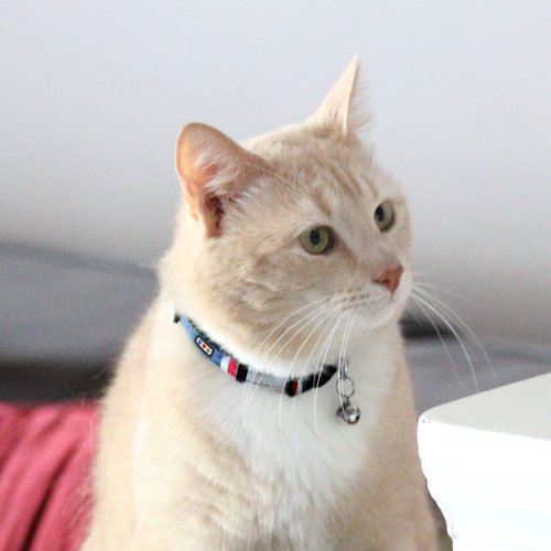 Pawtitas Pet Multicolor Cat Collar with Safety Buckle and Removable Bell Cat Collar Kitten Collar Blue/White/Yellow/Teal Cat Collar