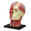 4D Vision Human Head Anatomy Model