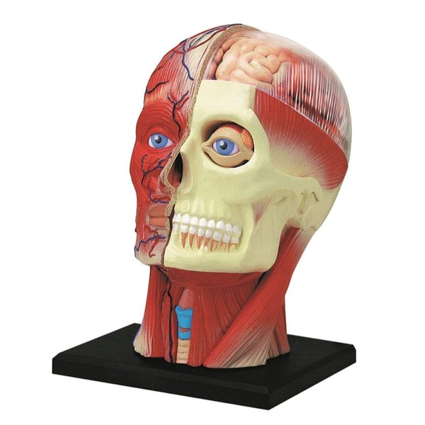 4D Vision Human Head Anatomy Model