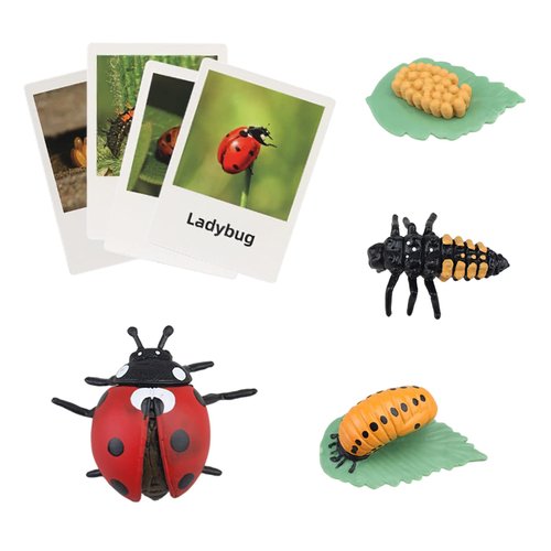 Montessori Life Cycle Animal Figures with Flash Cards, Realistic Animal Figurines Toy, Animal Match Set with Butterfly Frog Ladybug, Educational Matching Game for 3+ year old Toddlers Kids (Ladybug)