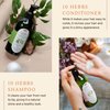 10 Herbs Rejuvenate Shampoo for Bright and Shiny Hair, Sage, Peppermint, Melissa, Rosemary, Myrtle, Storax, Thyme, Juniper, Lavender, Chamomile, No Paraben, No Silicon, Herbal Shampoo for Normal Hair